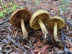 Cortinarius huronensis