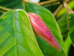 Dipterocarpus hasseltii