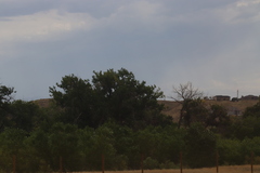 Populus deltoides monilifera