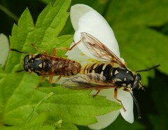 Temnostoma alternans