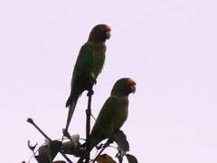 Eupsittula canicularis