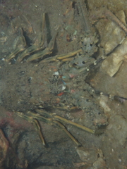 Panulirus homarus