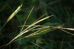 Digitaria velutina