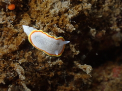 Diaphorodoris
