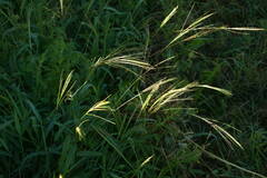 Digitaria velutina