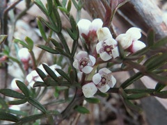 Cyanothamnus quadrangulus