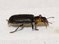 Placopterus thoracicus
