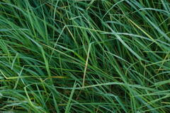 Cenchrus clandestinus