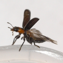Placopterus thoracicus