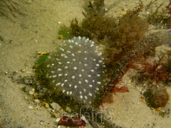 Polycitor giganteus