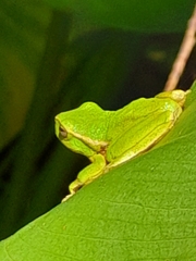 Ranoidea nudidigita