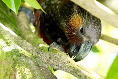 Nestor meridionalis septentrionalis