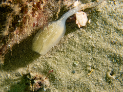 Sycozoa pulchra