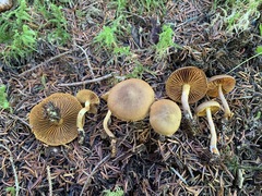 Cortinarius huronensis