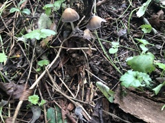 Micacei