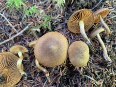 Cortinarius huronensis