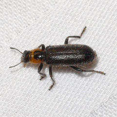 Placopterus thoracicus