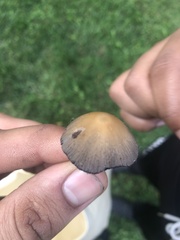 Micacei