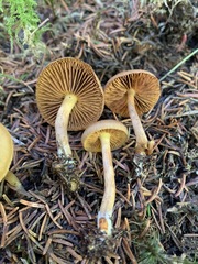 Cortinarius huronensis