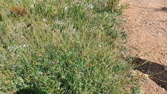 Leuzea repens