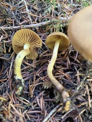 Cortinarius huronensis