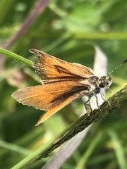 Ancyloxypha arene