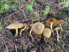 Cortinarius huronensis