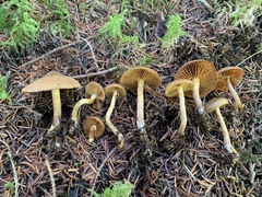 Cortinarius huronensis