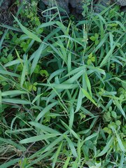 Melinis minutiflora
