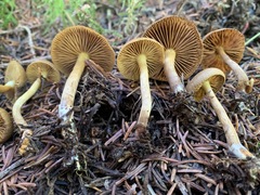 Cortinarius huronensis
