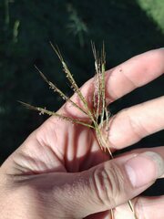 Bothriochloa pertusa