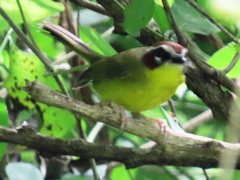 Basileuterus delattrii