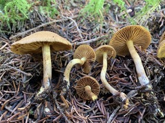 Cortinarius huronensis