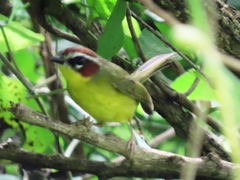 Basileuterus delattrii