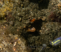 Gymnothorax prasinus