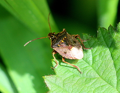 Cermatulus nasalis