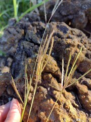 Bothriochloa pertusa