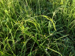 Microlaena stipoides