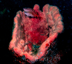 Hypoplectrodes maccullochi