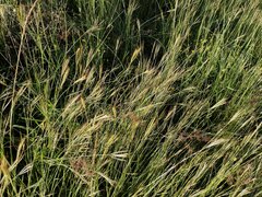 Bothriochloa pertusa