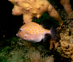 Anoplocapros inermis