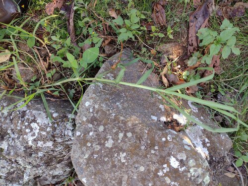 Urochloa mutica observed 2022-10-26