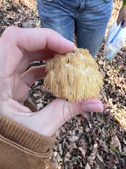 Hericium erinaceus