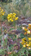 Patrinia rupestris