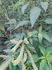 Ocimum gratissimum