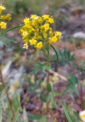Patrinia rupestris