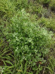 Chenopodium oahuense