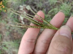 Bothriochloa pertusa
