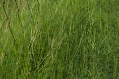 Bothriochloa pertusa