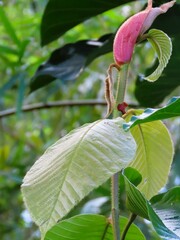 Dipterocarpus hasseltii